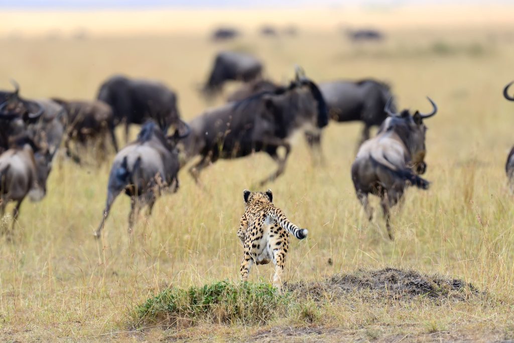 The Great Migration