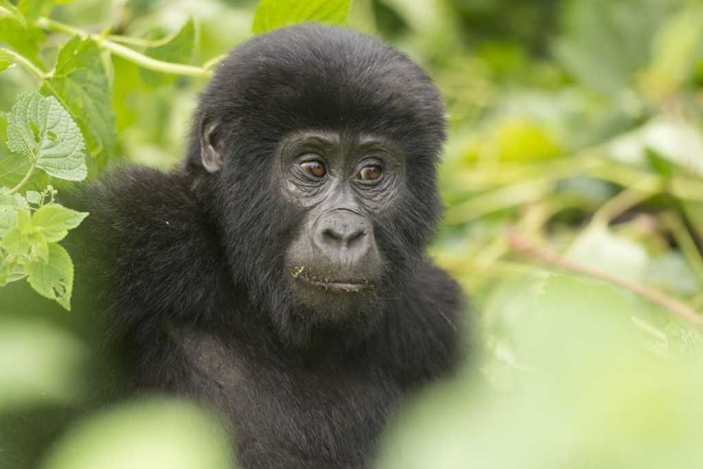 Gorilla Trekking 101: